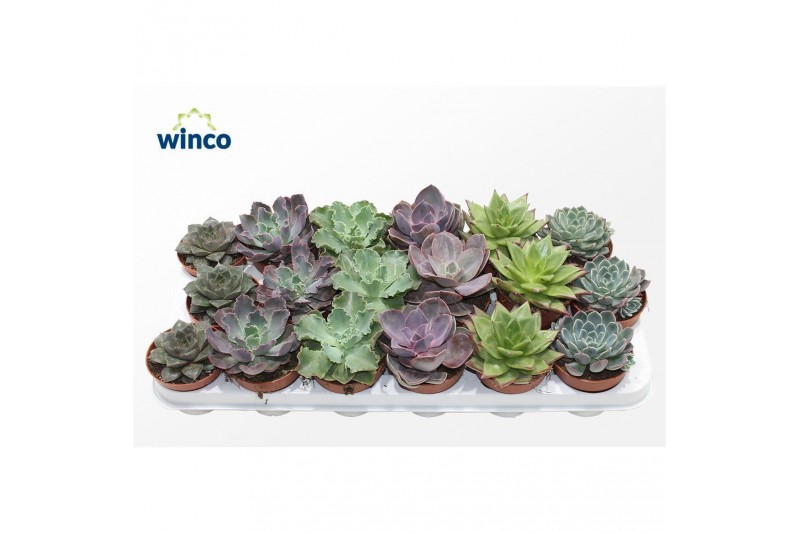 Echeveria mix Echeveria Autumn Mix 