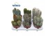 Cactus mix Cactus Column Mix 