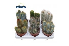 Cactus mix Cactus Column Mix