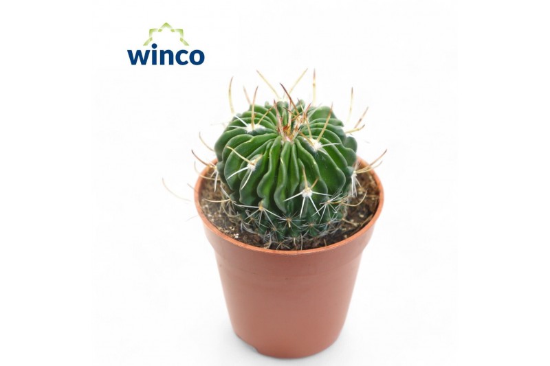 Cactus Echinofossulocactus Multicostatus 