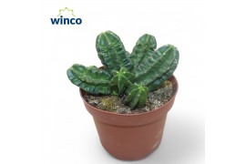 Echinocactus Echinocereus Vierecki Moricalli