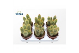 Cactus Vatricania Guentheri