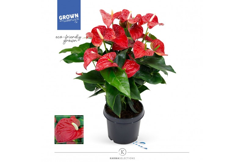 Anthurium andr. karma red Mimesis Anthurium KARMA Red - 21 cm7 bl. 2 p Anthurium andr. karma red Mimesis Anthurium KARMA Red - 21 cm7 bl. 2 p