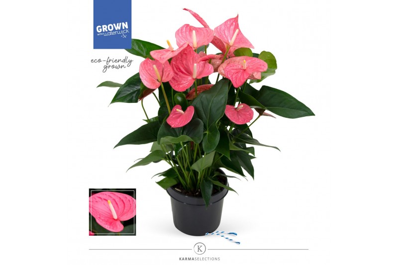 Anthurium andr. maine Mimesis Anthurium KARMA Maine - 21 cm7 bl. 2 pp Anthurium andr. maine Mimesis Anthurium KARMA Maine - 21 cm7 bl. 2 pp