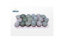 Echeveria mix Echeveria Ice Mix (6 Spc.)