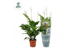 Spathiphyllum sweet chico 5+ - Air So Pure