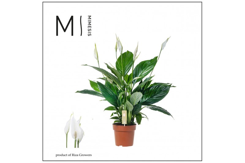 Spathiphyllum pico cupido 5+ - Zonder Hoes 