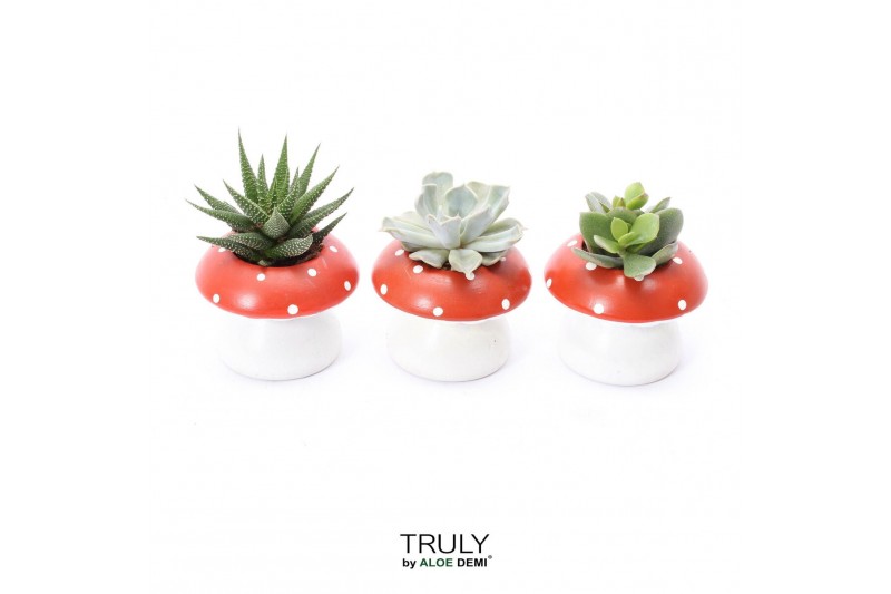 Arrangementen succulenten TRULY Succulent, mushroom1 pp 