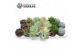 Succulenten Sierras® - Valencia Succulent Mix (Prime)1 pp 1 bl.