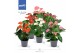 Anthurium andr. mix Mimesis Anthurium KARMA Allstar mix - 12 cm5 bl. 2 