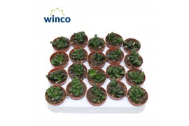 Haworthia Haworthia Maughanii X Truncata