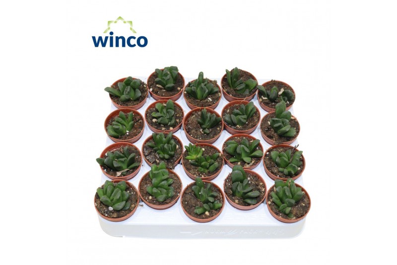 Haworthia Haworthia Maughanii X Truncata 