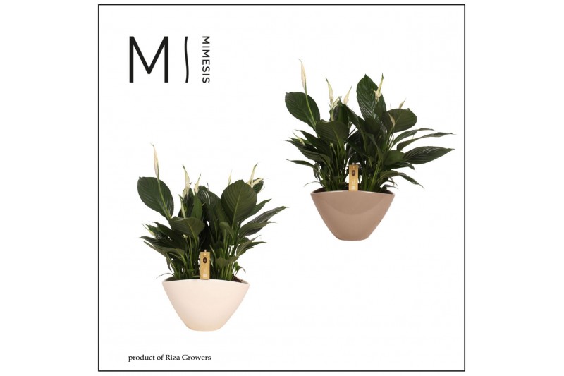 Spathiphyllum pico cupido 5+ - In Eileen Keramiek 