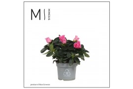 Rhododendron simsii hellmut vogel Pink