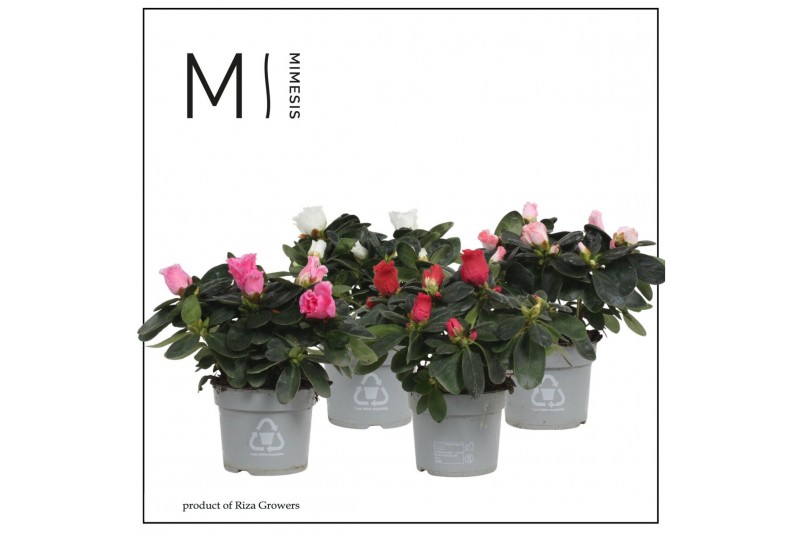 Rhododendron simsii mix 