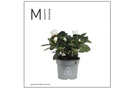 Rhododendron simsii hellmut vogel White