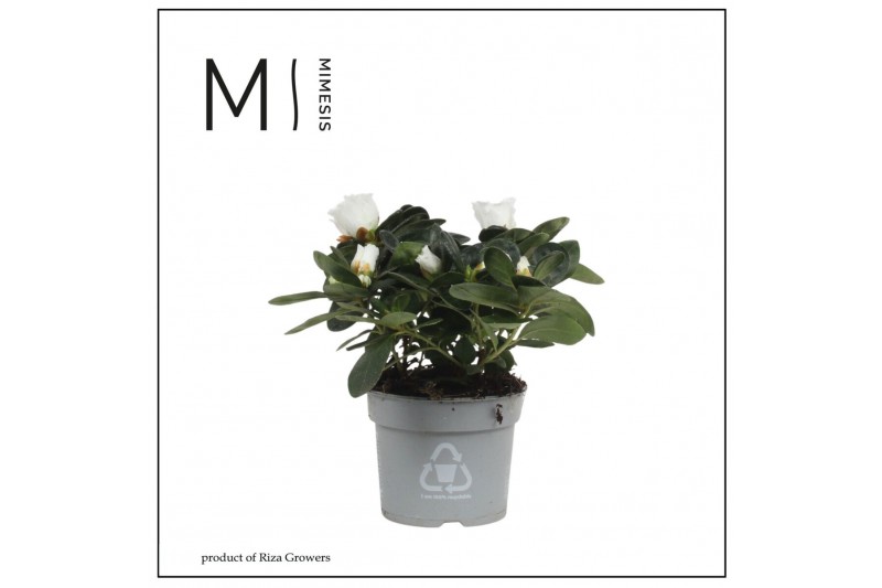 Rhododendron simsii hellmut vogel White 