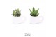 Succulenten TRULY succulent, Penguin pot White1 pp 