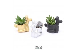 Succulenten TRULY Succulent, Balloon dog1 pp
