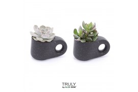 Succulenten TRULY succulent, Penguin pot Black1 pp