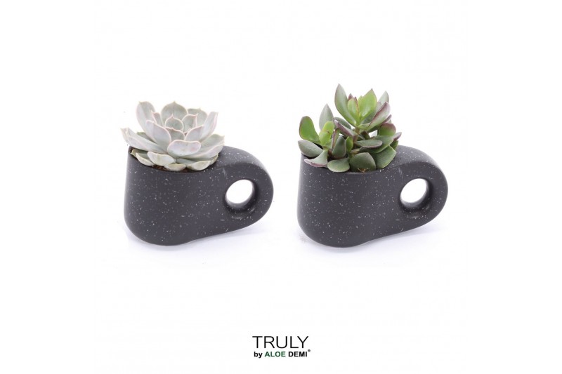 Succulenten TRULY succulent, Penguin pot Black1 pp 