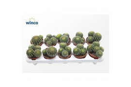 Eriocactus warasii Notocactus Magnificus (group)