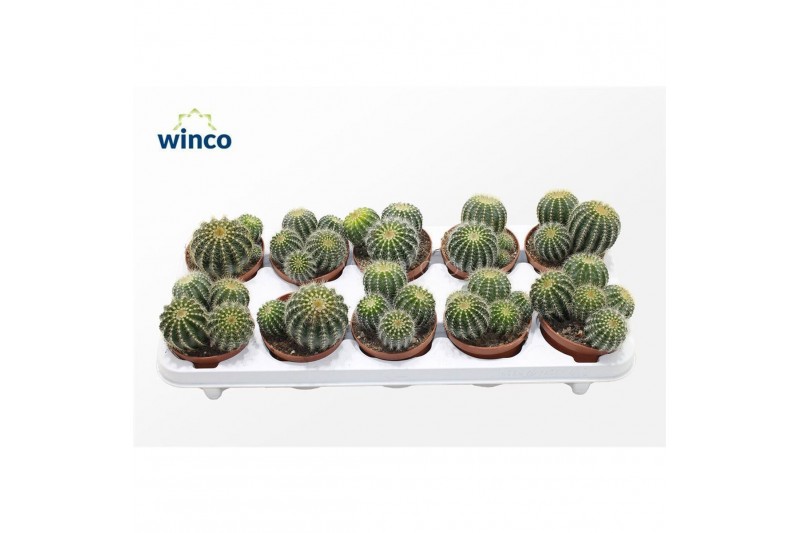 Eriocactus warasii Notocactus Magnificus (group) 