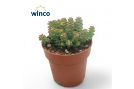 Crassula marnieriana Crassula Marneriana