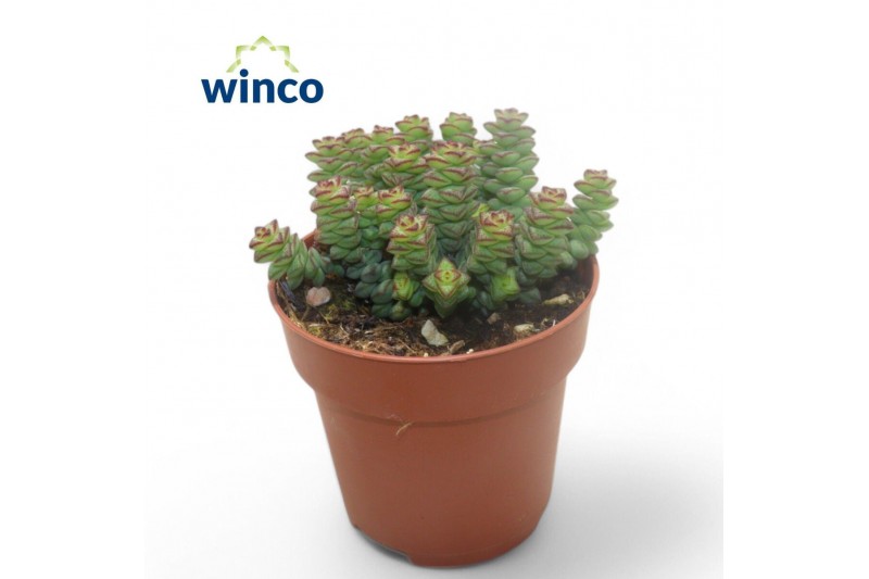 Crassula marnieriana Crassula Marneriana 