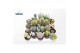 Cactus mix Cactus Mix (20spc.)1 pp 