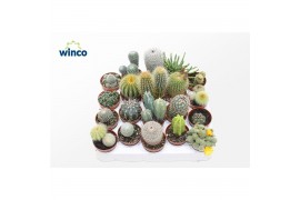 Cactus mix Cactus Mix (20spc.)1 pp