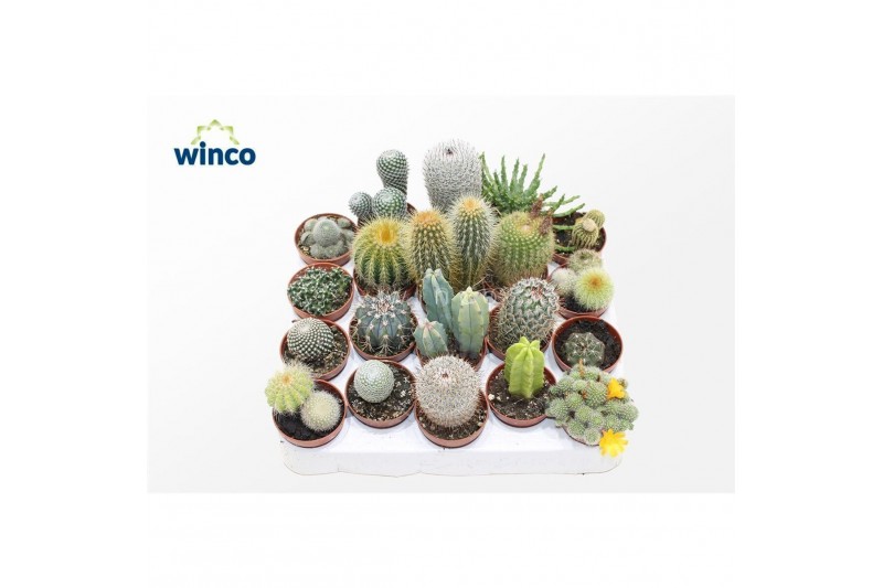 Cactus mix Cactus Mix (20spc.)1 pp 