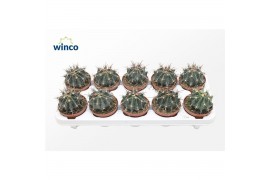 Cactus Ferocactus Horridus
