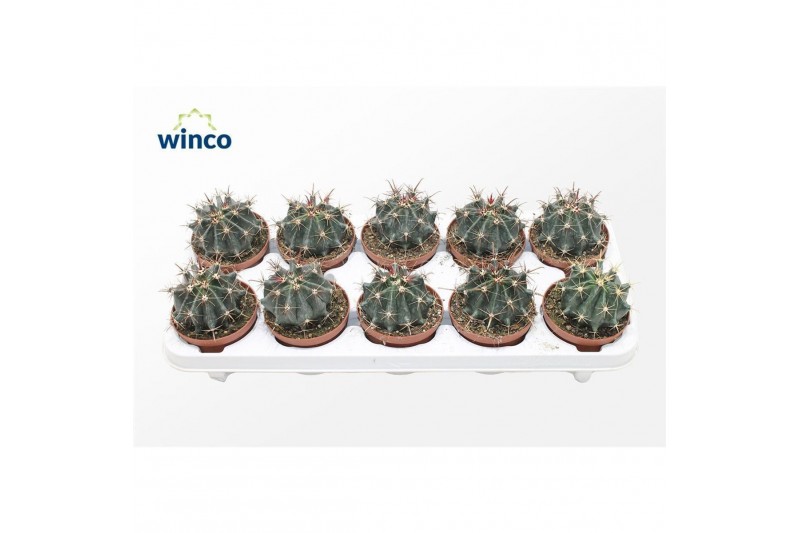 Cactus Ferocactus Horridus 