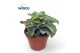 Kalanchoe Kalanchoe Maltese Cross1 pp 
