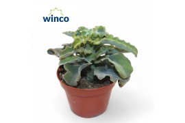 Kalanchoe Kalanchoe Maltese Cross1 pp