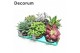 Succulenten Succulenten Mix (6spc.) (decorum) 