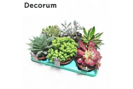 Succulenten Succulenten Mix (6spc.) (decorum)