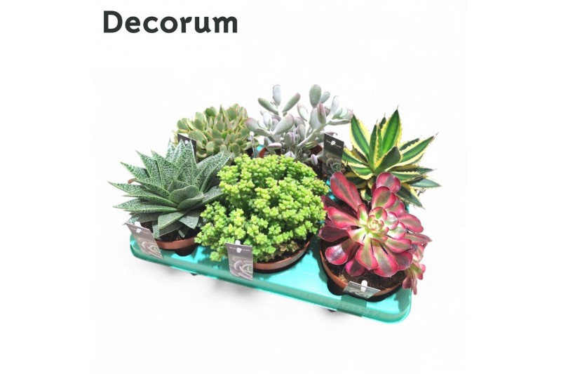 Succulenten Succulenten Mix (6spc.) (decorum) 