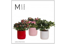 Rhododendron simsii mix In Liam Keramiek