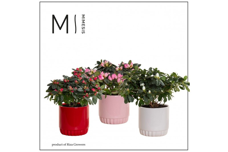 Rhododendron simsii mix In Liam Keramiek 