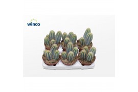 Pilosocereus pachyclaudus Pilosocereus Azureus