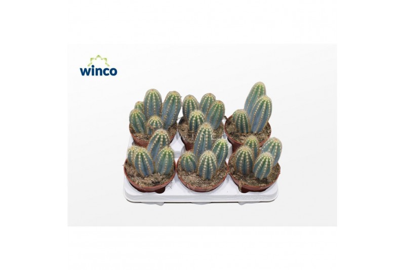 Pilosocereus pachyclaudus Pilosocereus Azureus 