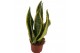 Sansevieria trifasciata futura superba Sansevieria Superba 2pp 