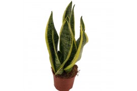 Sansevieria trifasciata futura superba Sansevieria Superba 2pp
