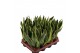 Sansevieria trifasciata futura superba Sansevieria Superba 2pp 