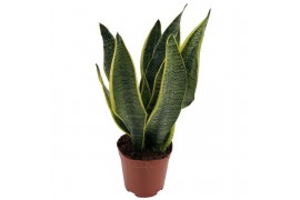 Sansevieria trifasciata futura superba Sansevieria Superba 2pp 35-40cm