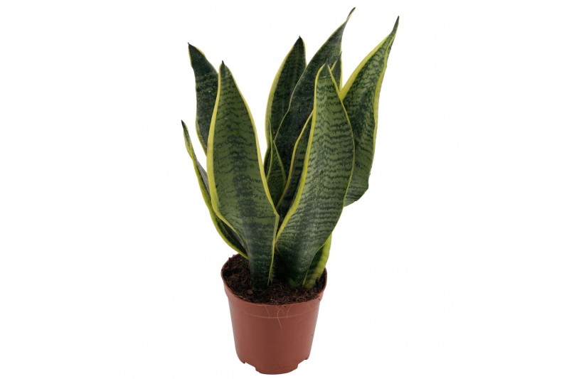 Sansevieria trifasciata futura superba Sansevieria Superba 2pp 35-40cm 