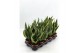 Sansevieria trifasciata futura superba Sansevieria Superba 2pp 35-40cm 