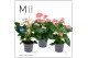 Anthurium andr. mix Mimesis Anthurium KARMA Summer mix - 12 cm5 bl. 2  